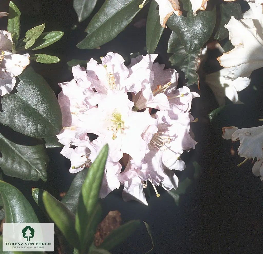 Rhododendron Hybride 'Dagmar'