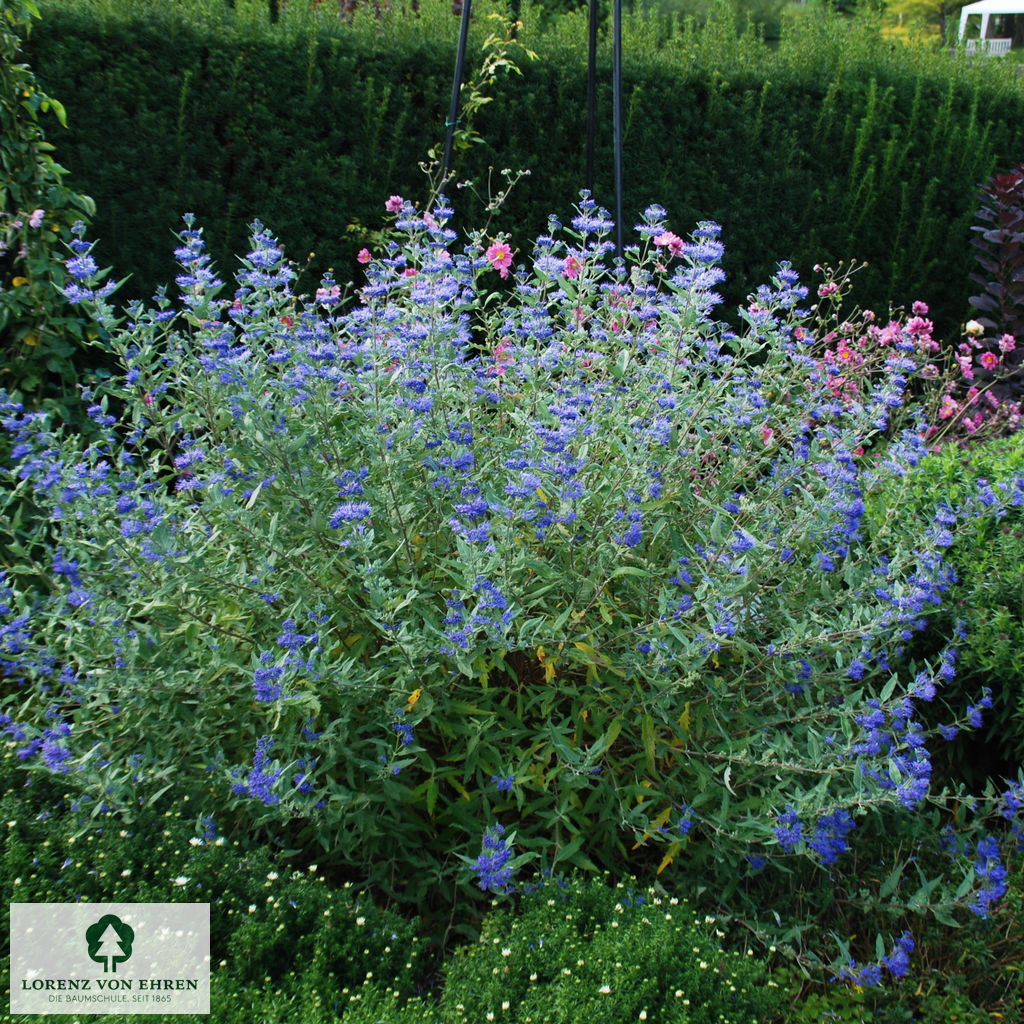 Caryopteris clandonensis 'Heavenly Blue'