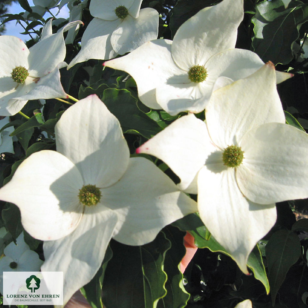 Cornus kousa 'Milky Way'