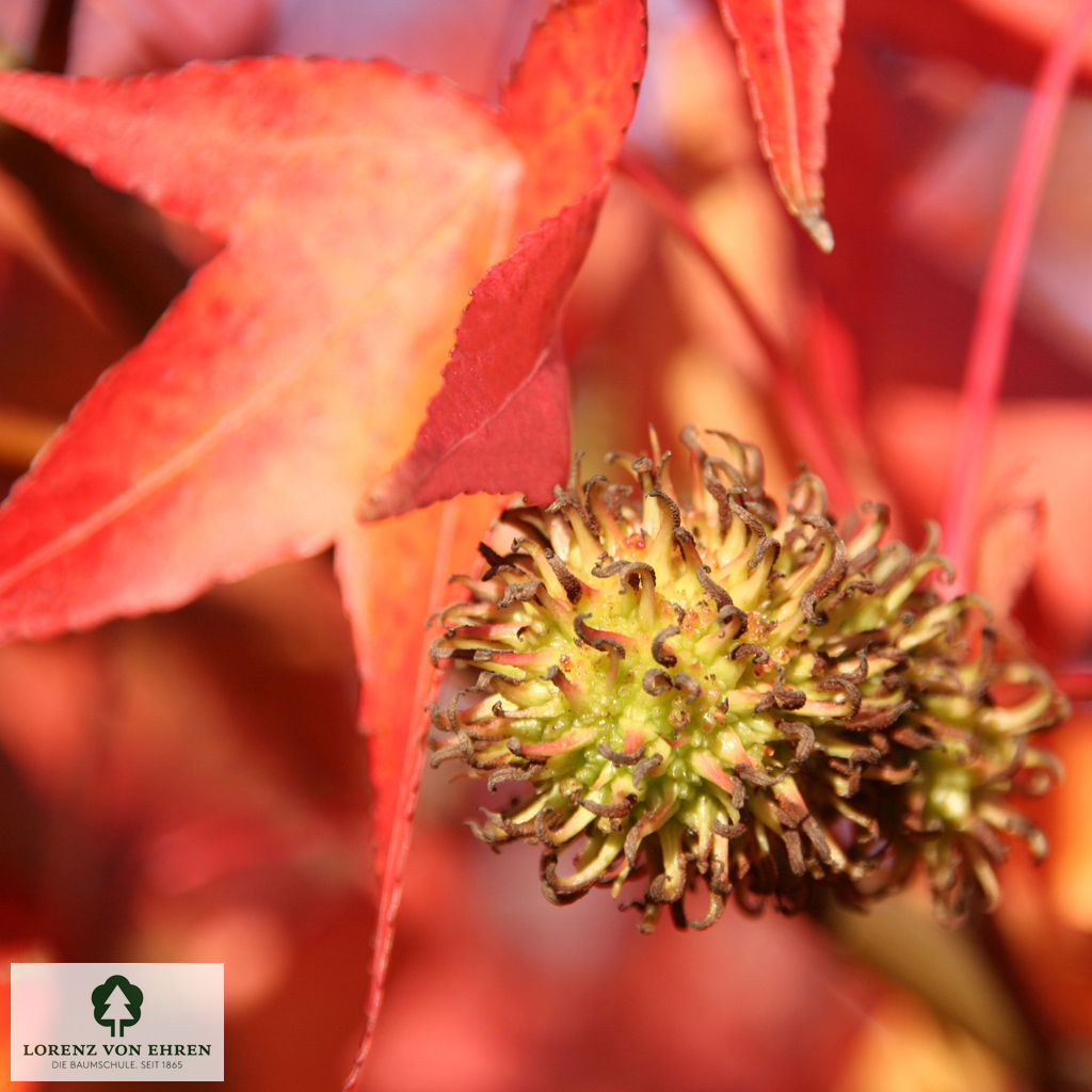 Liquidambar styraciflua 'Worplesdon'