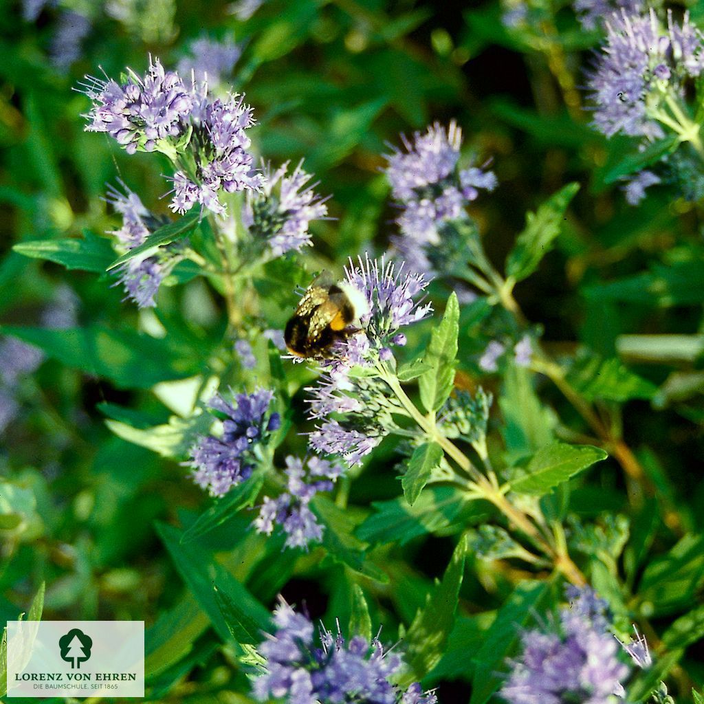 Caryopteris clandonensis 'Heavenly Blue'