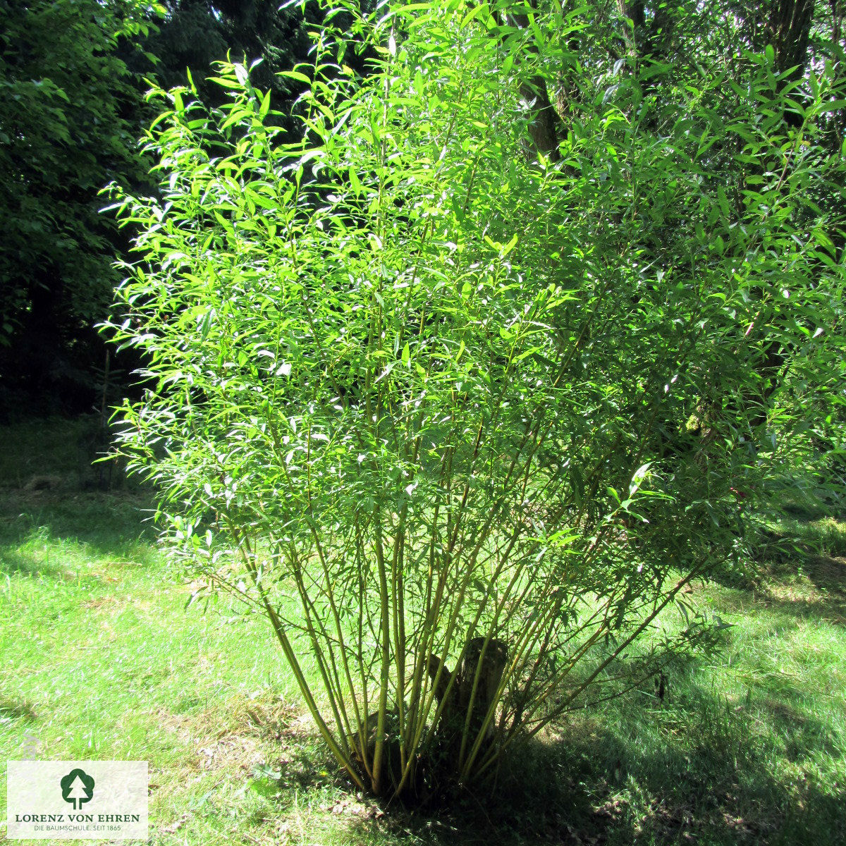 Salix triandra