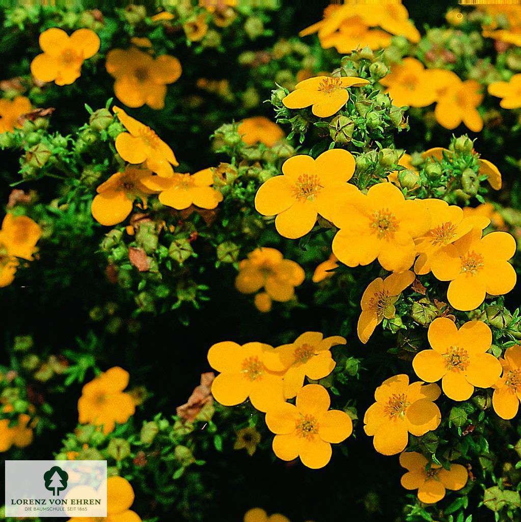 Potentilla fruticosa