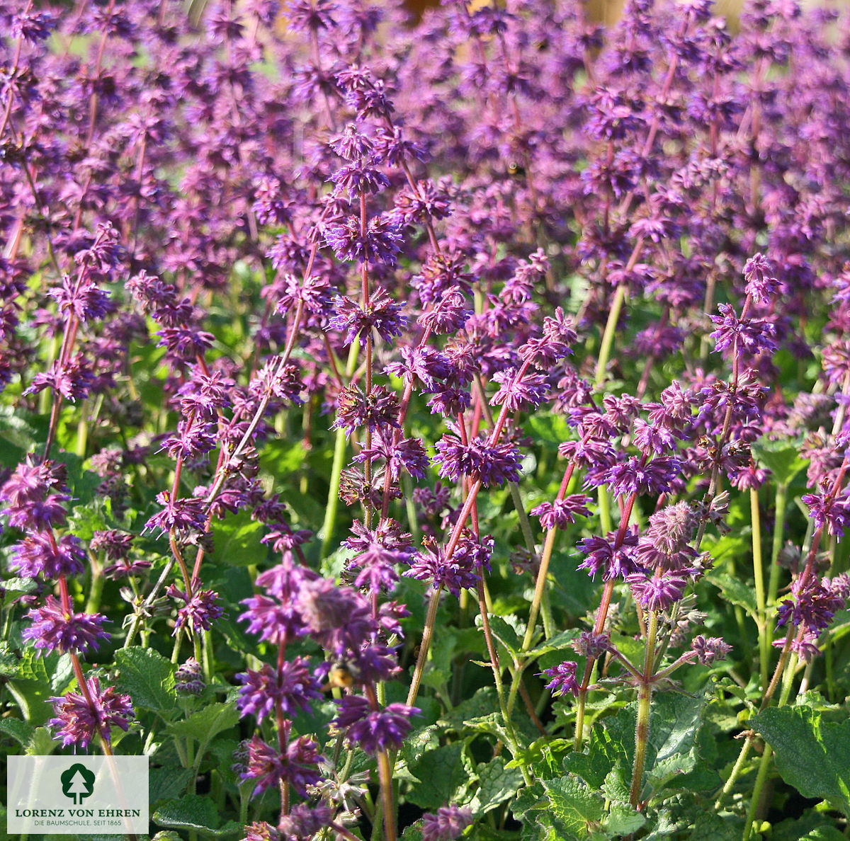 Salvia verticillata 'Purple Rain'