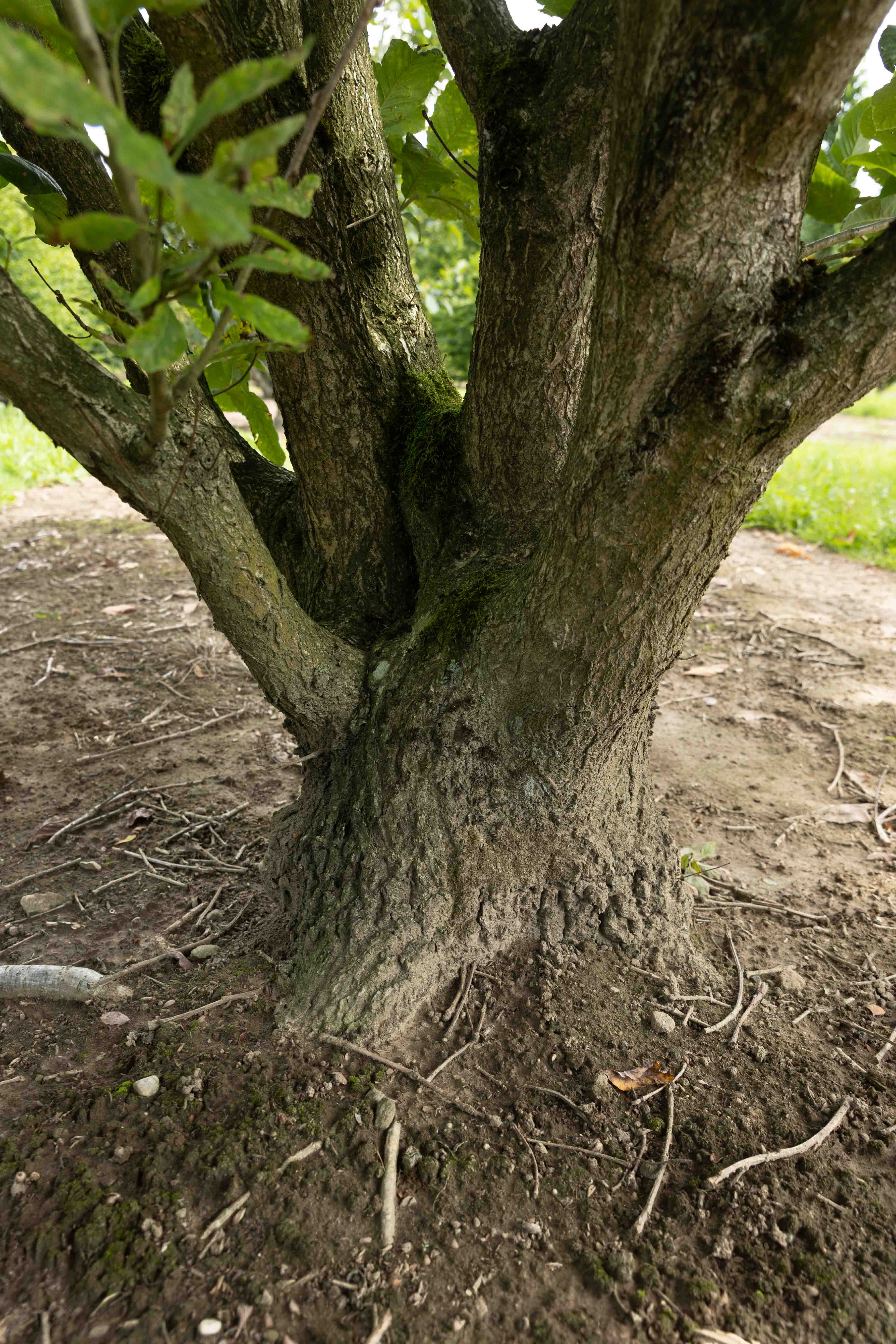 Quercus pontica Unikat