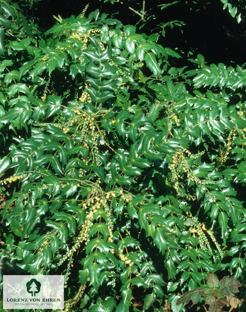 Mahonia bealei