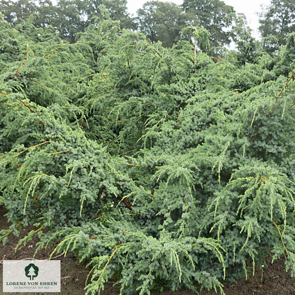 Juniperus chinensis 'Blue Alps'