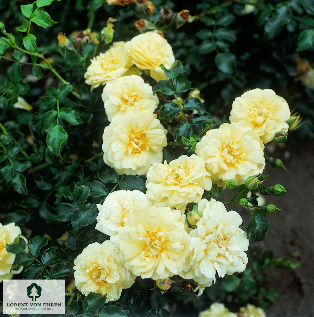 Rosa 'Sunny Rose'
