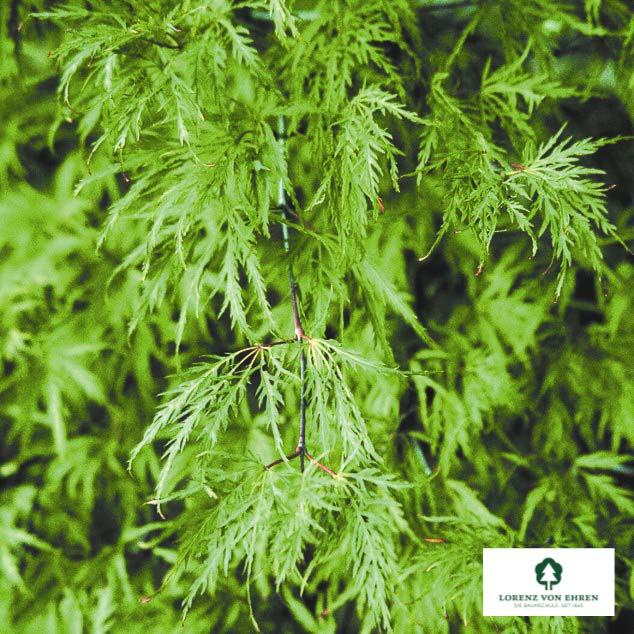 Acer palmatum 'Dissectum'