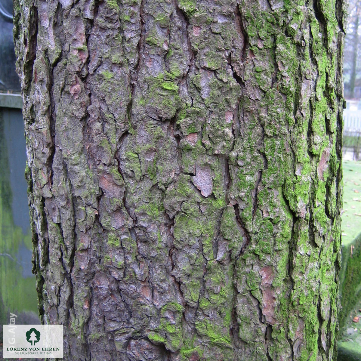 Pseudolarix amabilis