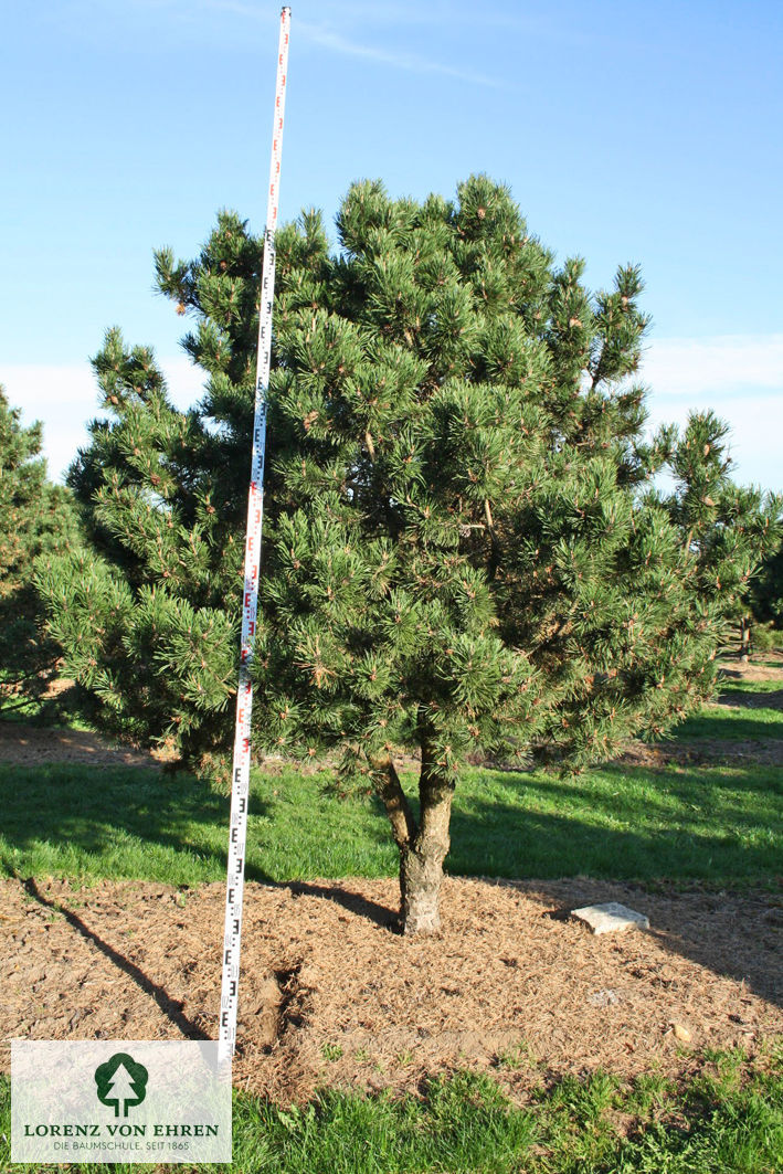 Pinus mugo 'Gnom'