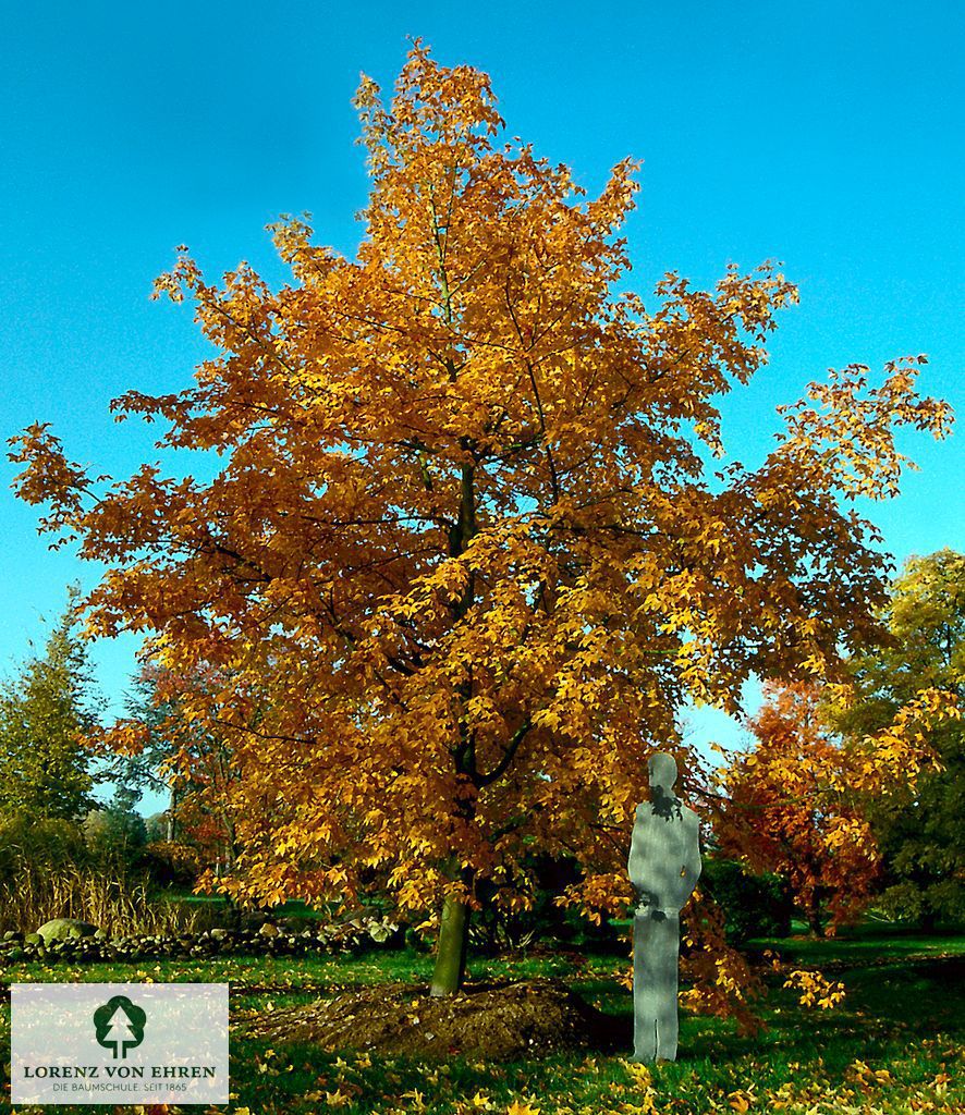 Acer neglectum 'Annae'