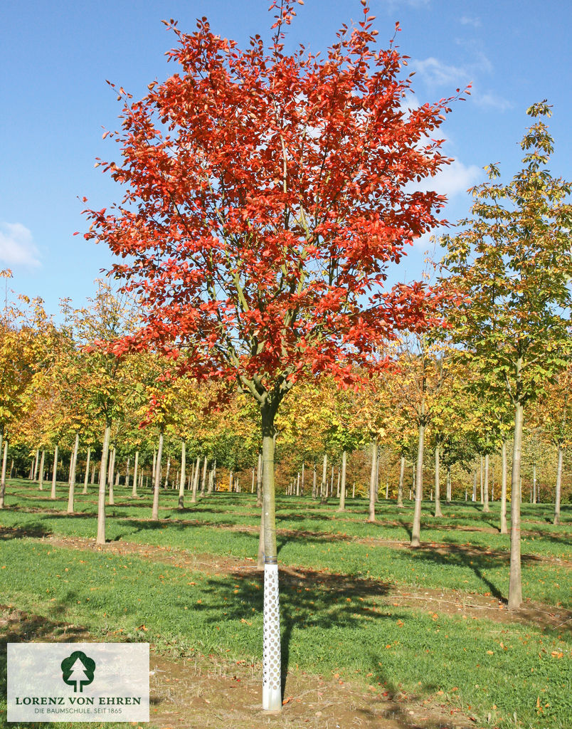 Amelanchier 'Ballerina'