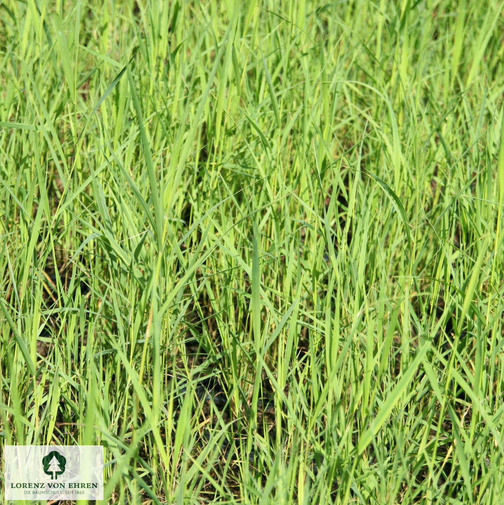 Phragmites australis