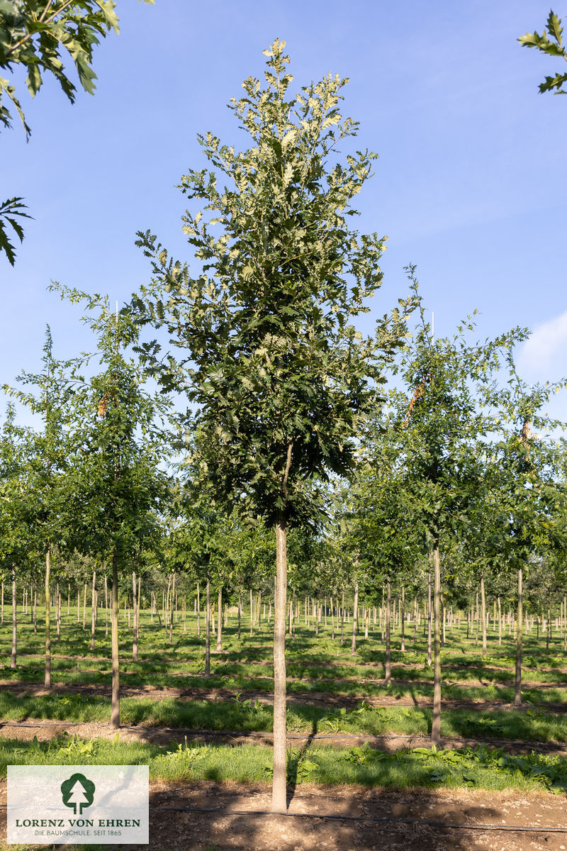 Quercus frainetto 'Trump'