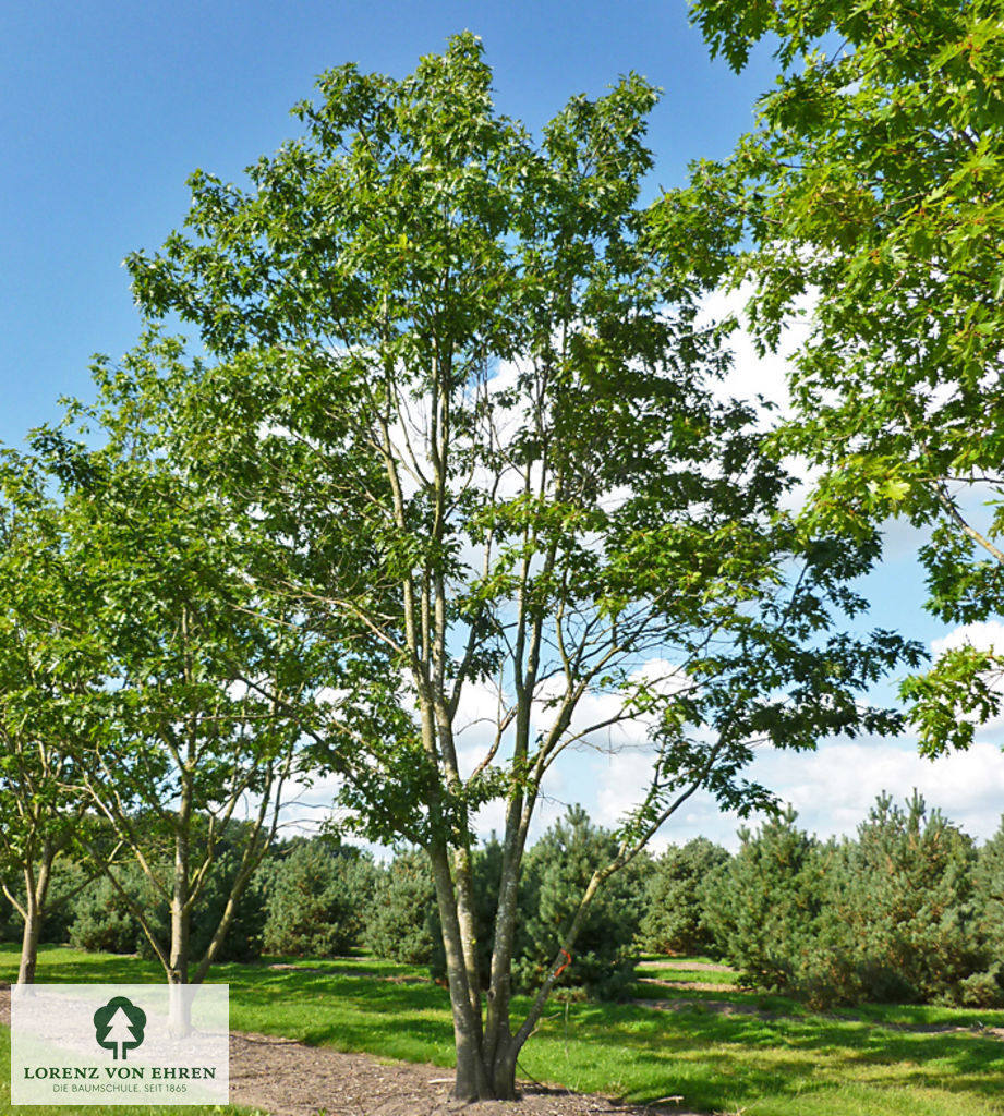 Quercus coccinea