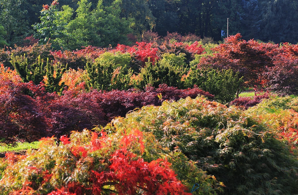 Rot gelb orange gefärbte Sträucher in einem Garten Herbst