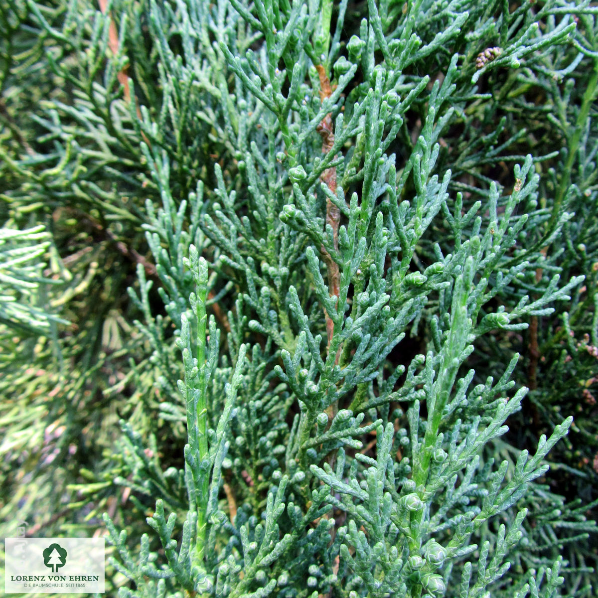 Cupressus sempervirens 'Pyramidalis'