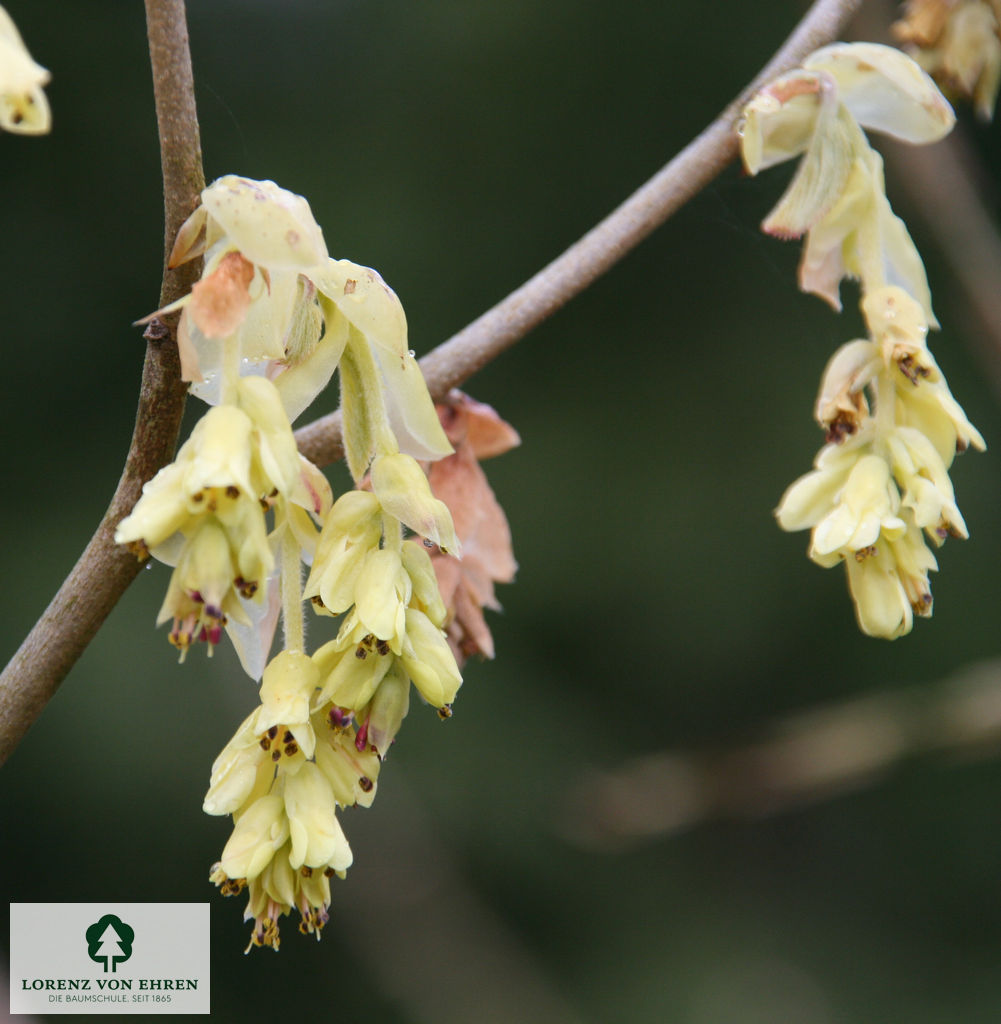 Corylopsis pauciflora