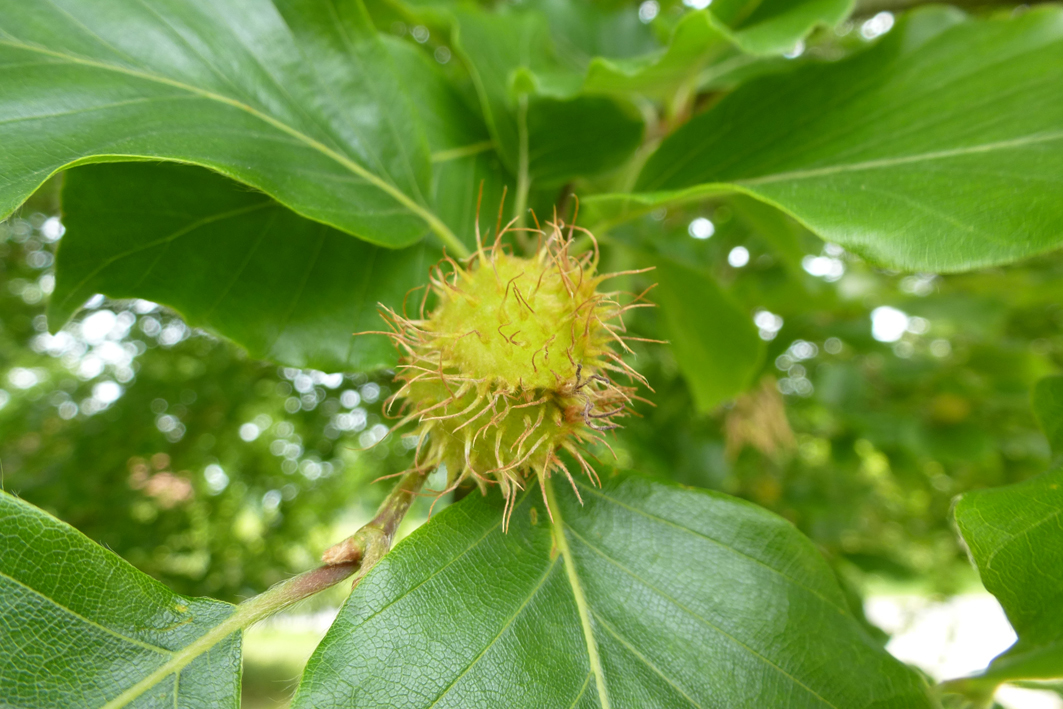 Fagus sylvatica 'Pendula' Unikat