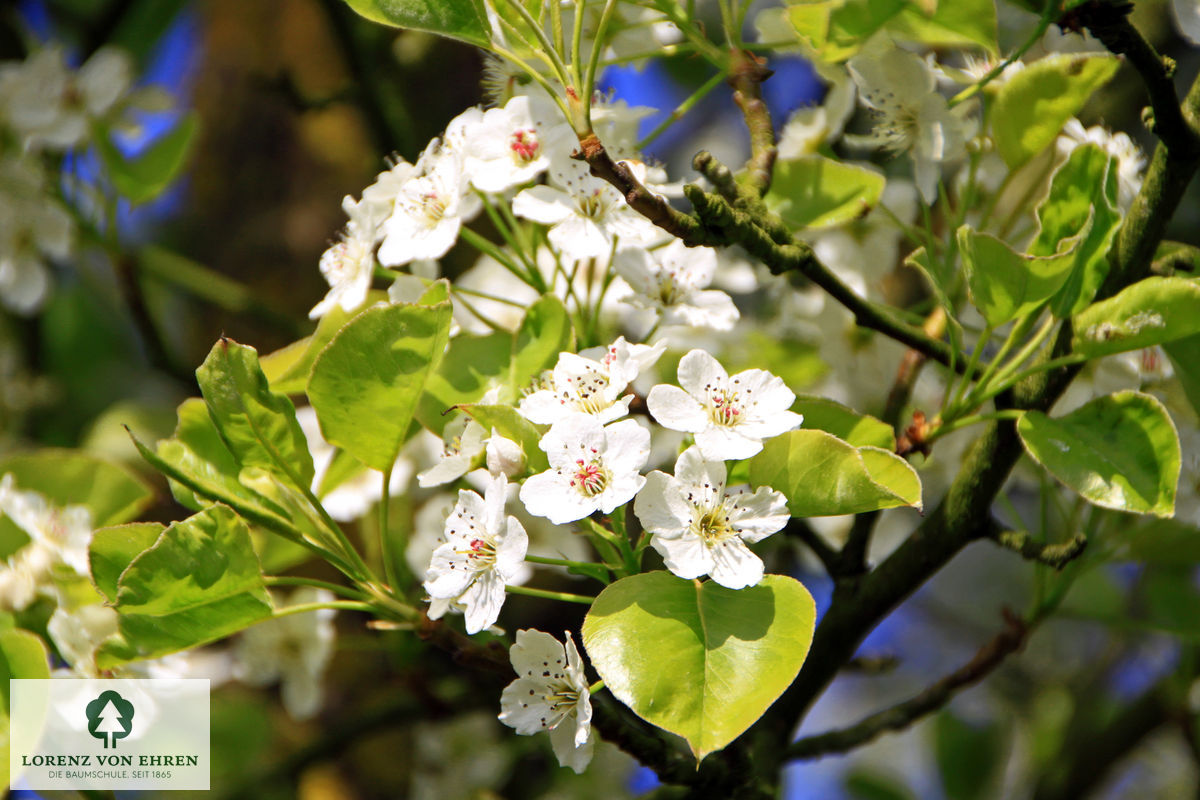 Pyrus calleryana 'Bradford'