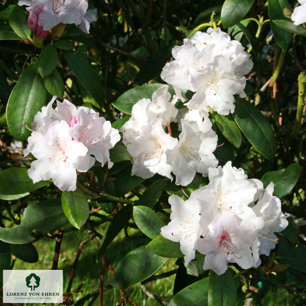 Rhododendron yakushimanum 'Schneewolke'