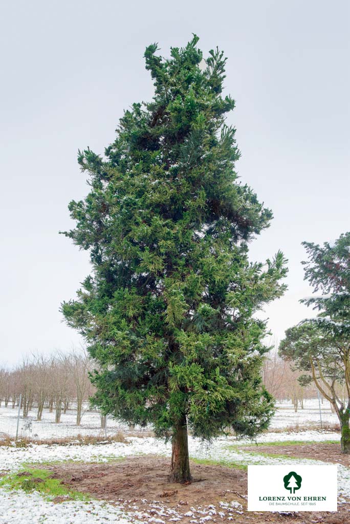 Cryptomeria japonica 'Cristata'