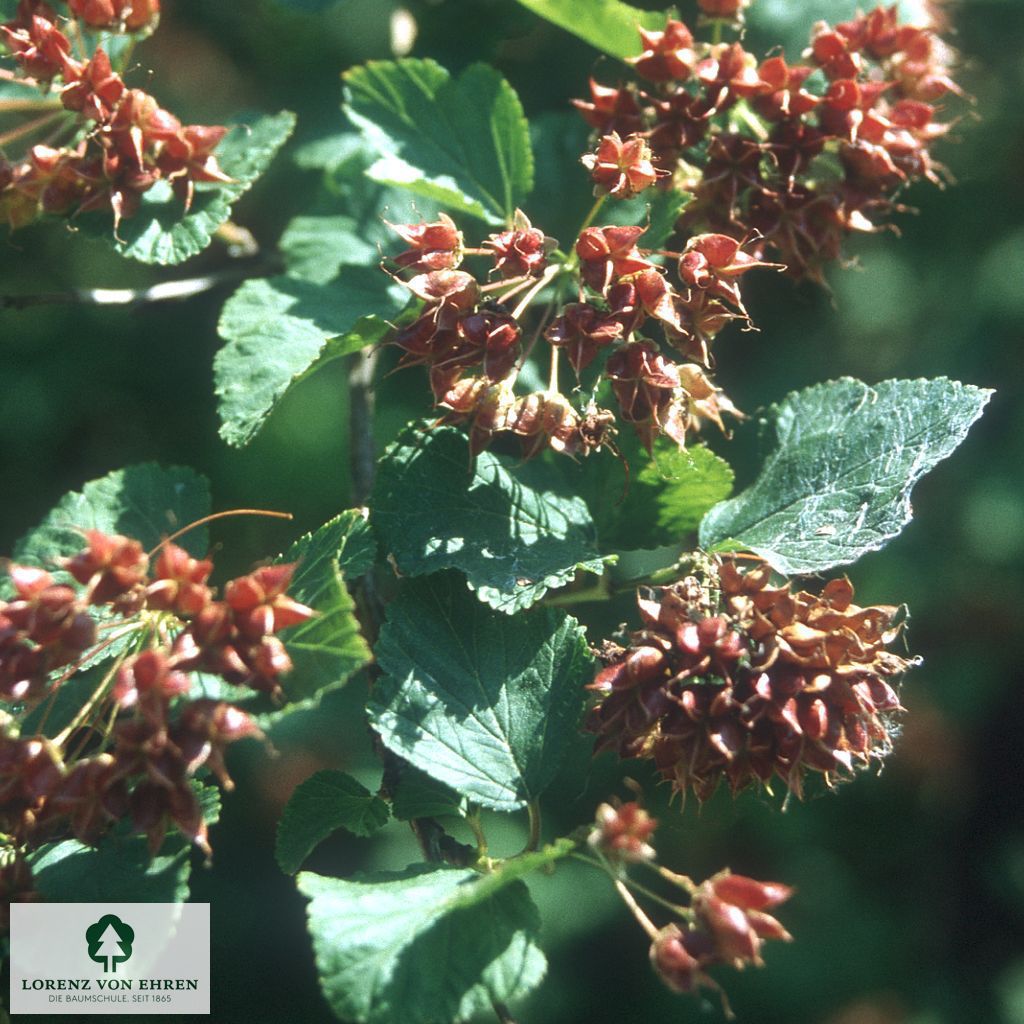 Physocarpus opulifolius