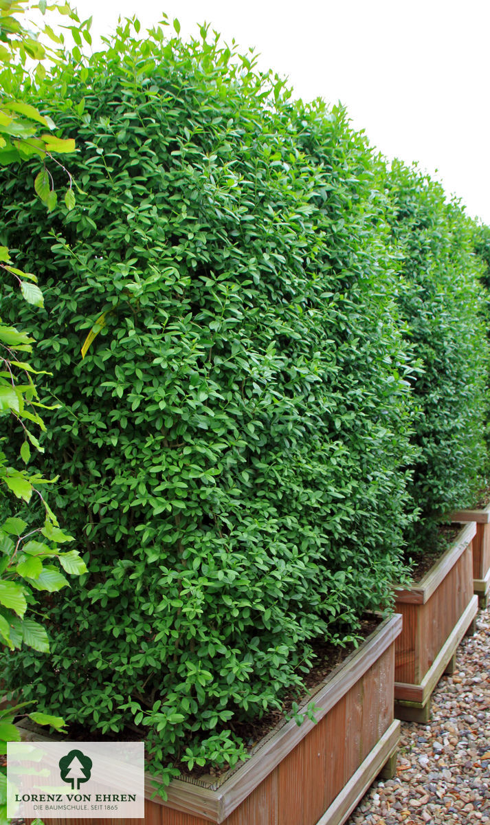 Ligustrum vulgare 'Atrovirens'