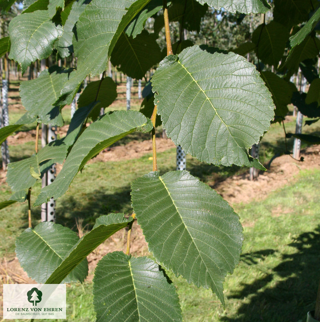 Ulmus glabra 'Pendula'