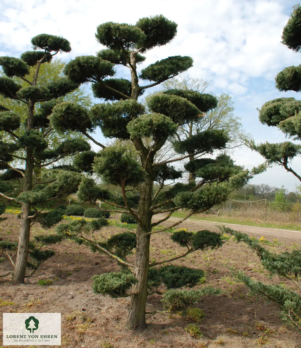 Juniperus virginiana 'Glauca'