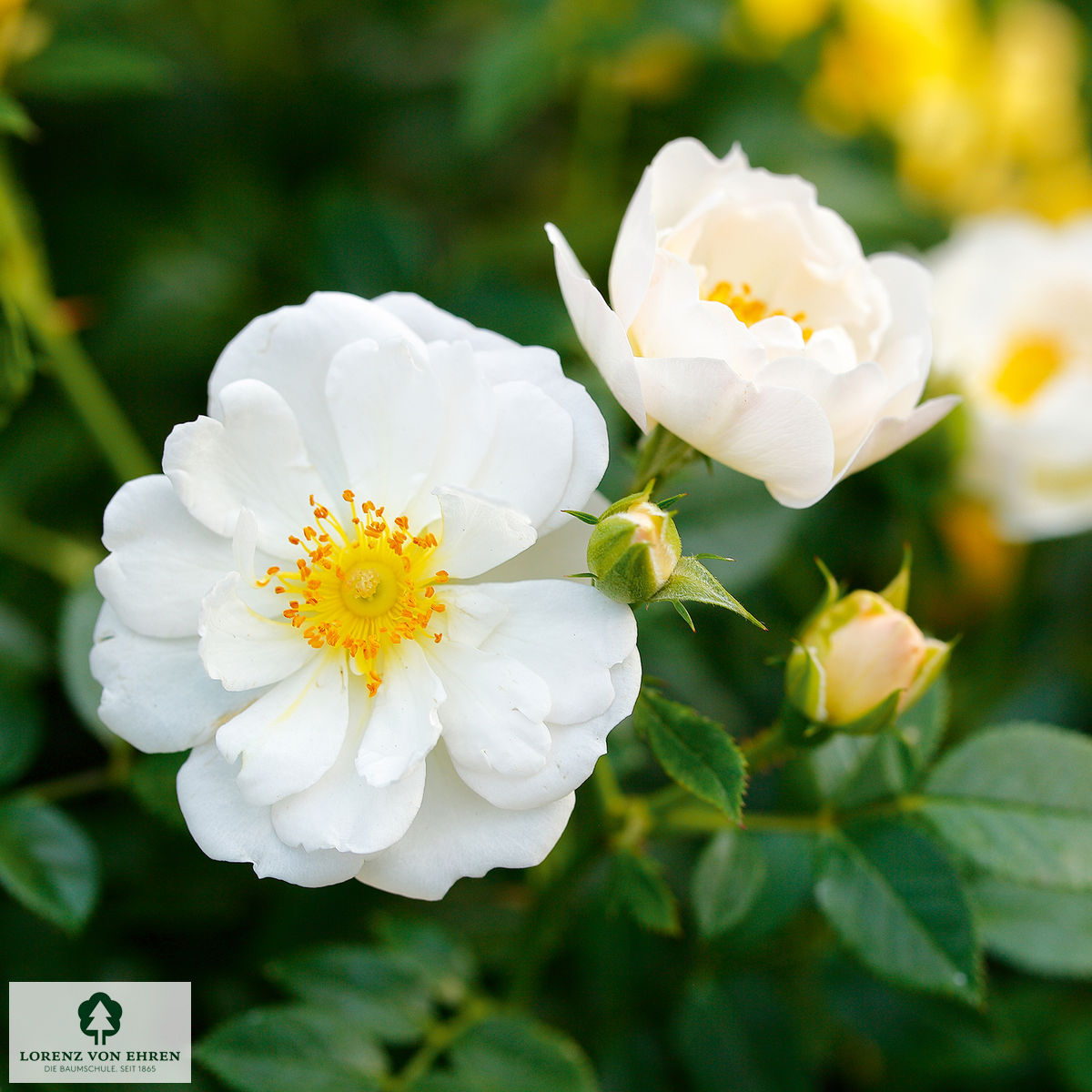 Rosa 'Bienenweide Weiss'