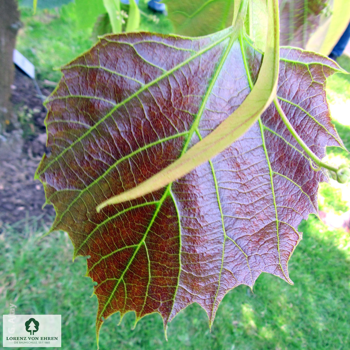 Tilia henryana