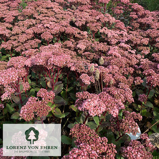 Sedum 'Matrona'