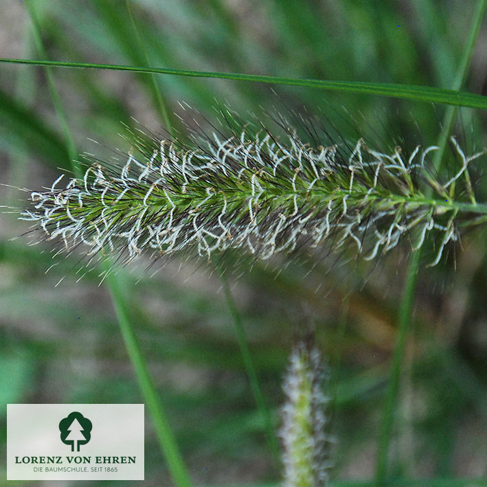 Pennisetum alopecuroides 'Herbstzauber'