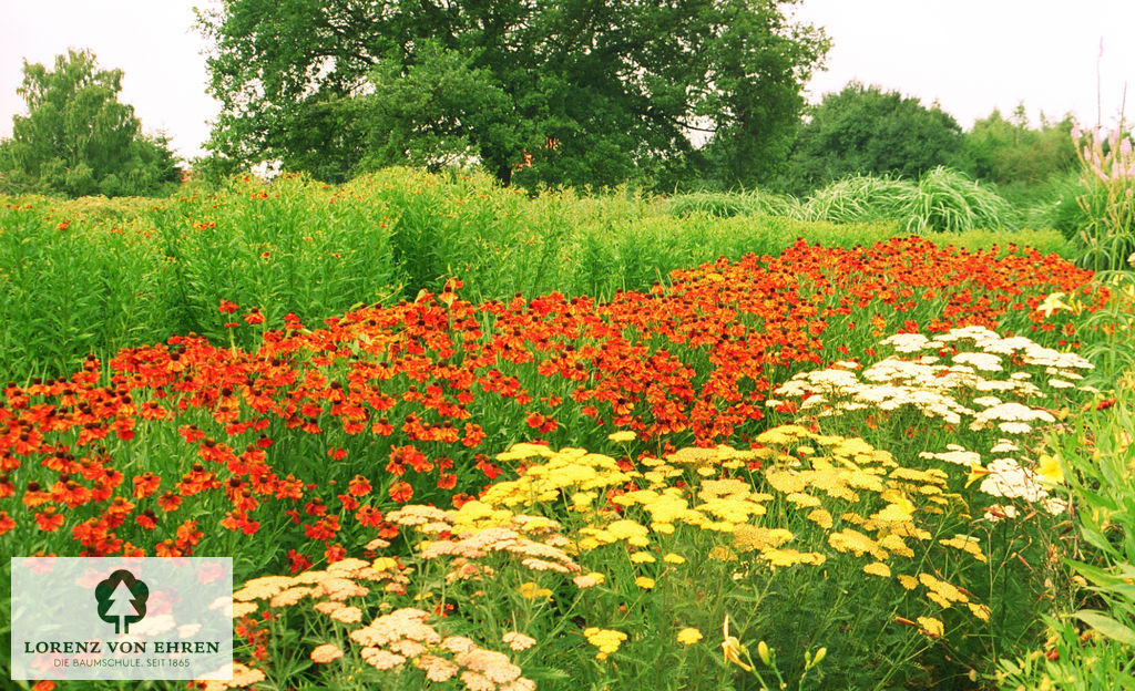 Helenium cultorum 'Moerheim Beauty'