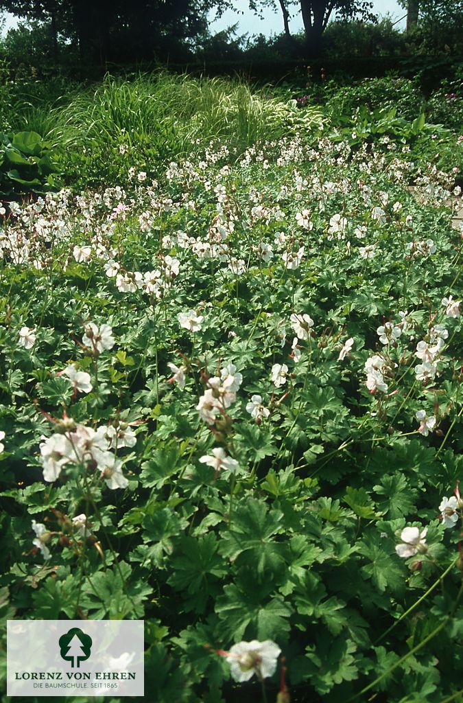 Geranium cantabrigiense 'Biokovo'