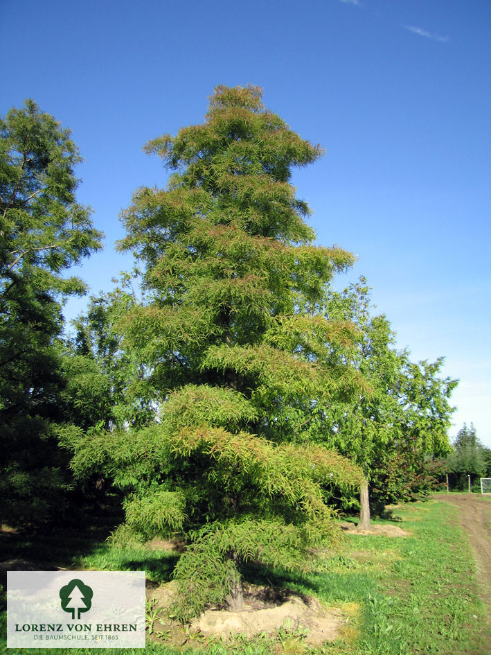 Taxodium distichum