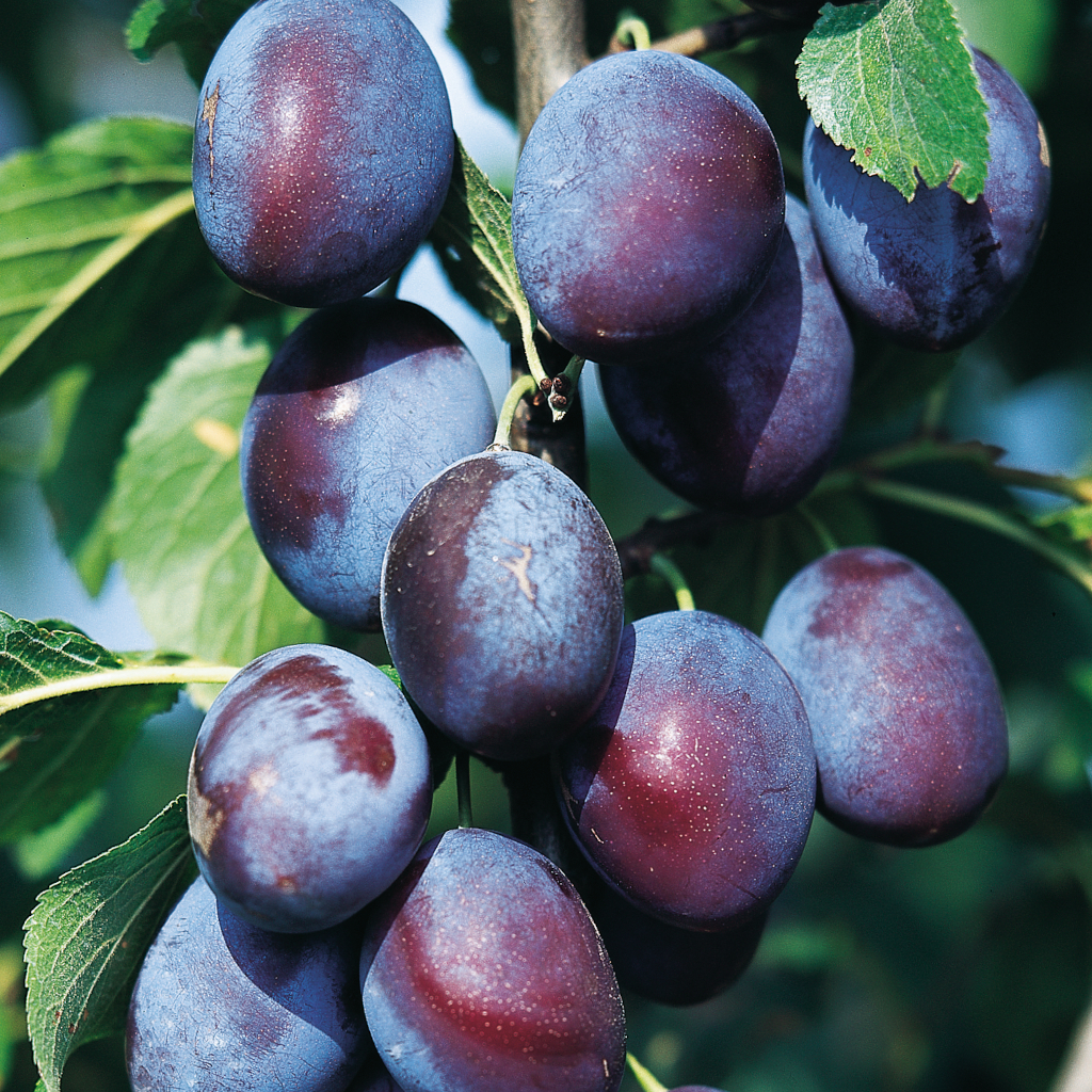 Die Frucht der Kultur-Plaume Prunus domestica Graf Althans Reneklode