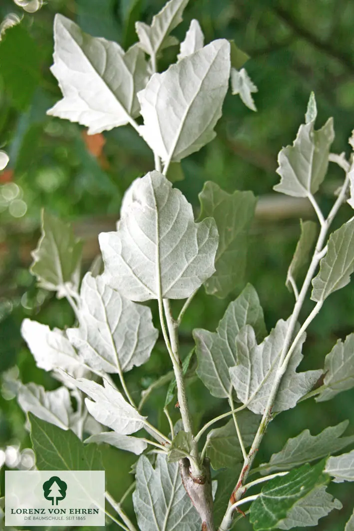 Populus alba 'Nivea'