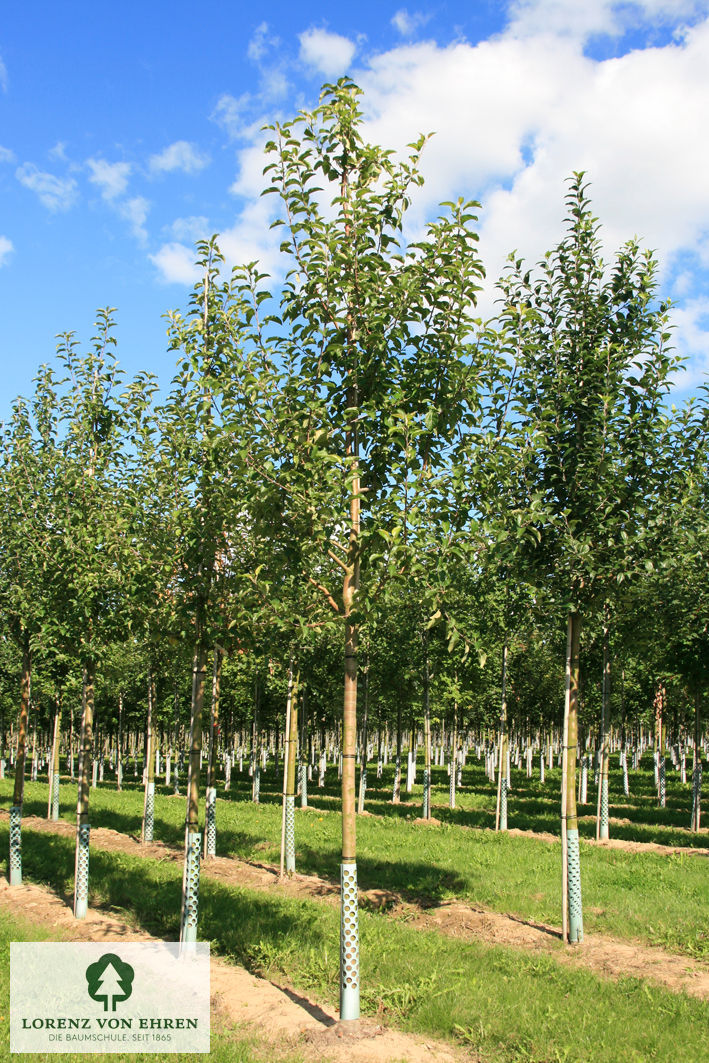 Malus domestica 'Pinova'