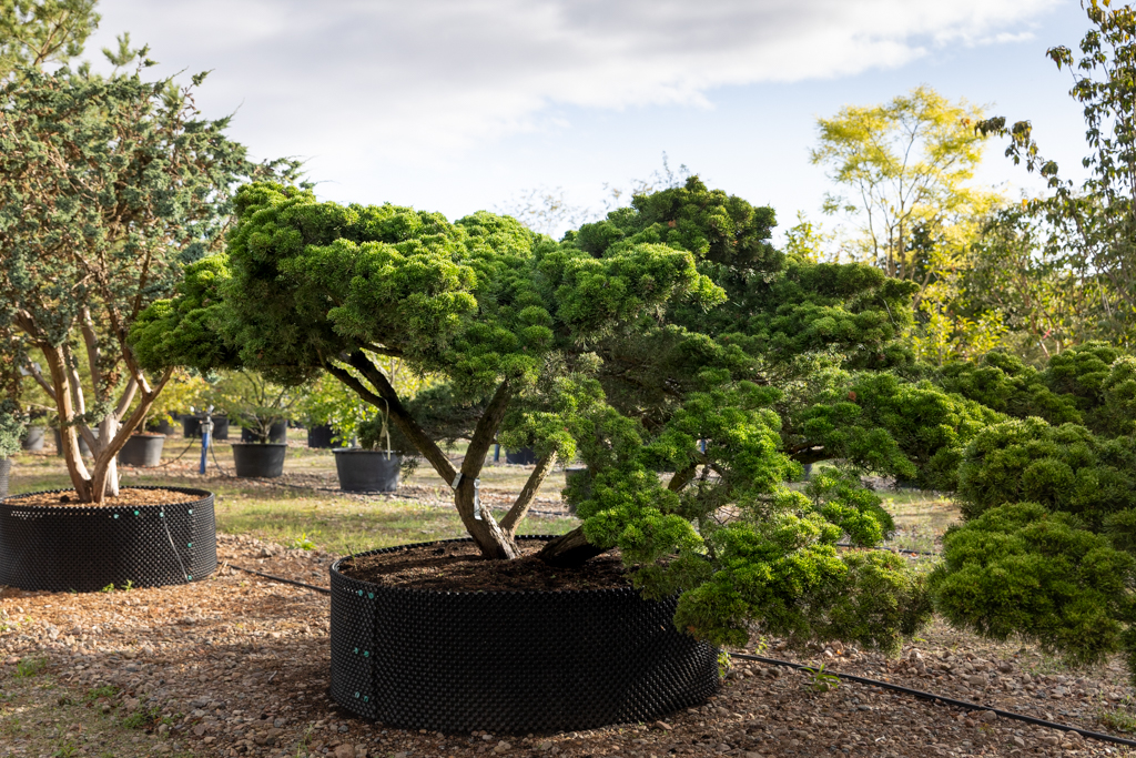 Juniperus media 'Mint Julep' Unikat