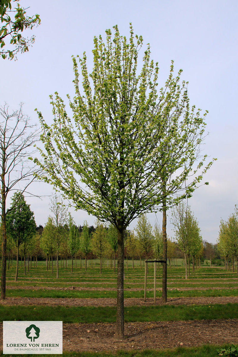 Pyrus communis 'Beech Hill'