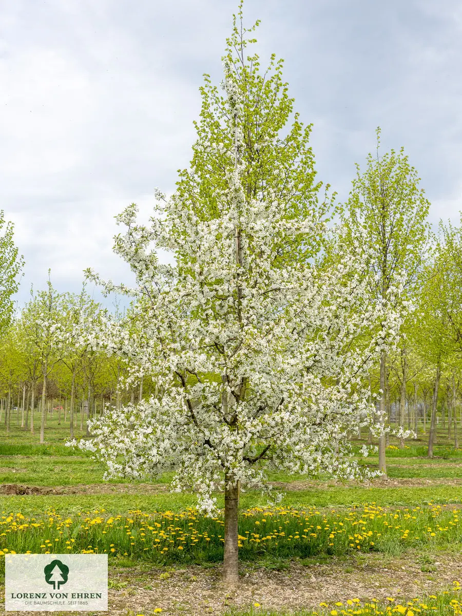 Prunus cerasus 'Safir'