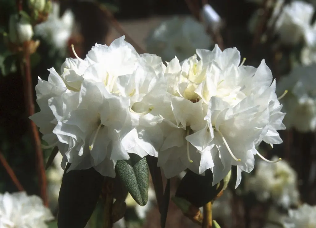 Die Rhododendron dauricum 'Double White' blüht im März bis April mit wundervoll, reinweißen Blüten.