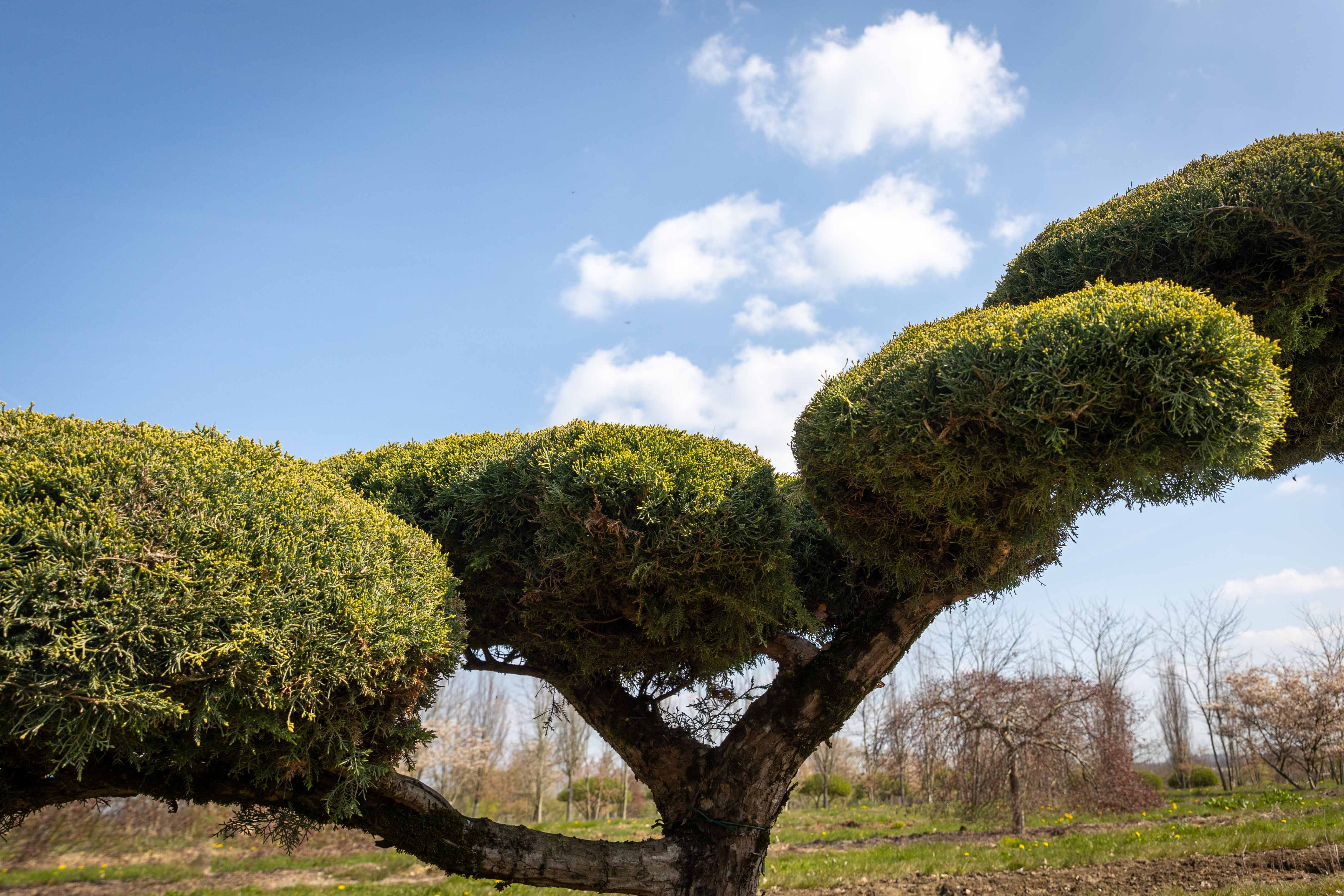 Juniperus media 'Pfitzeriana Glauca' Bonsai