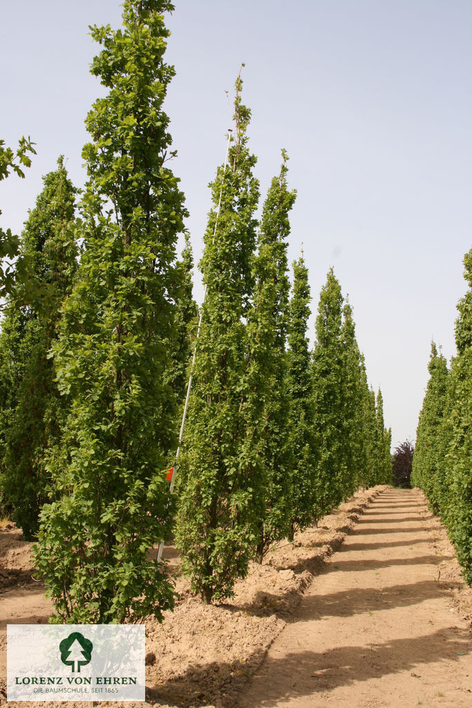 Quercus robur 'Fastigiata'