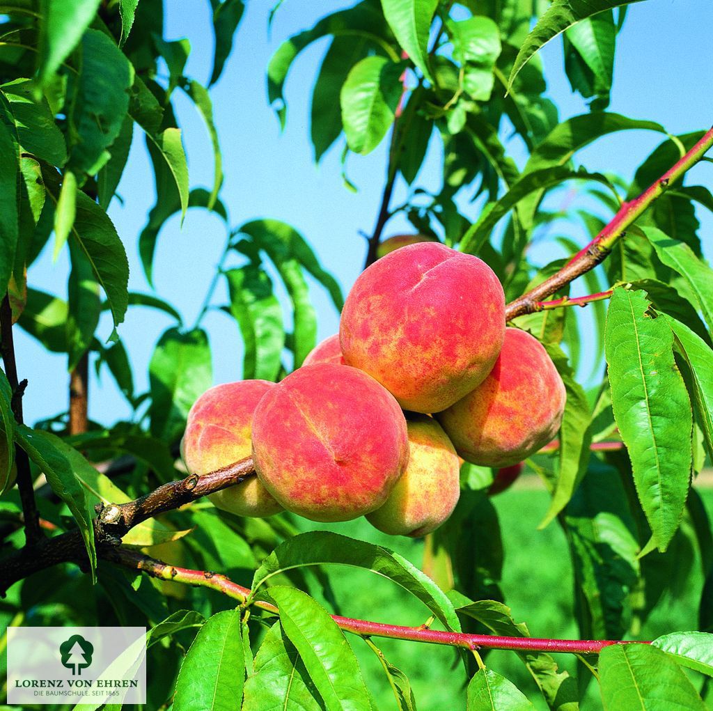 Prunus persica 'Früher Roter Ingelheimer'