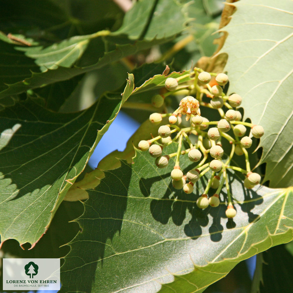 Tilia henryana