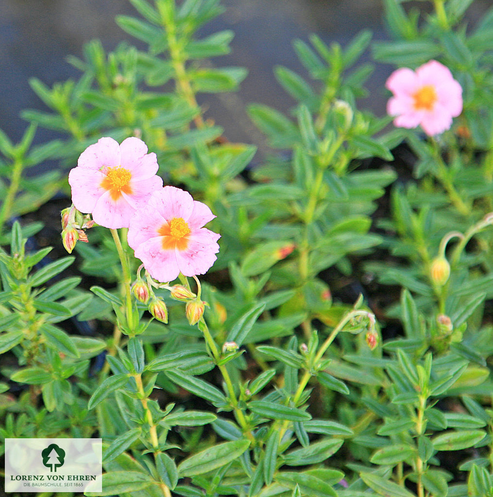 Helianthemum 'Lawrensons Pink'